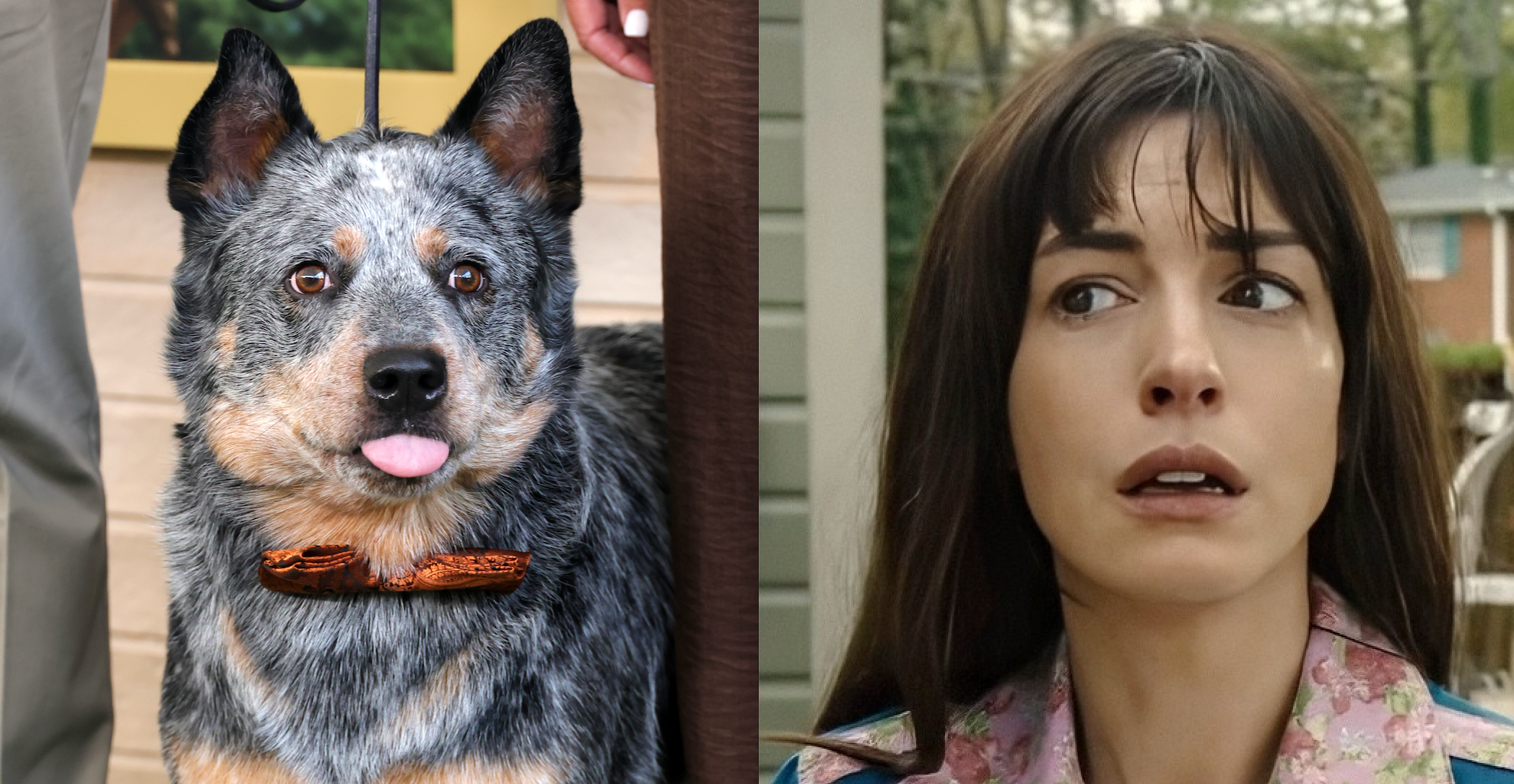 Anne Hathaway Gives Clues About Dog’s Fate in ‘The End Of Oak Street’
